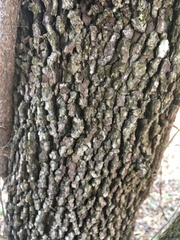 Crataegus flava