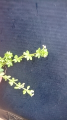 Galium verrucosum