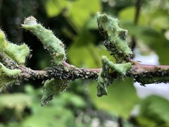 Hyadaphis passerinii