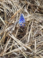 Muscari armeniacum
