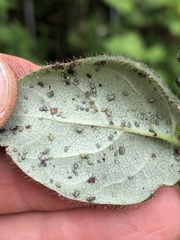 Hyadaphis passerinii