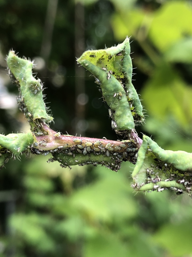 Honeysuckle Aphid