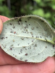 Hyadaphis passerinii