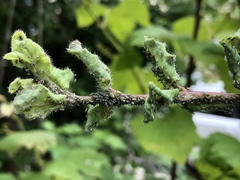 Hyadaphis passerinii