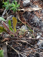 Chaetonychia cymosa