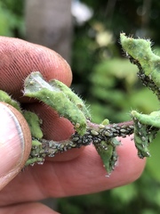 Hyadaphis passerinii