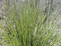 Euphorbia rossiana