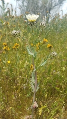 Malacothrix coulteri