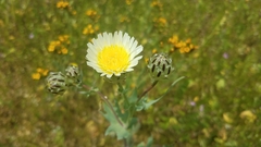Malacothrix coulteri