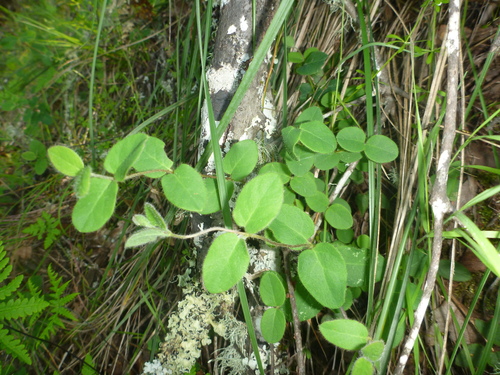 Pink Honeysuckle seedling