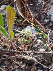 Chaetonychia cymosa