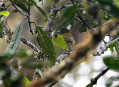 Chlorothraupis stolzmanni
