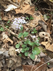 Cardamine douglassii