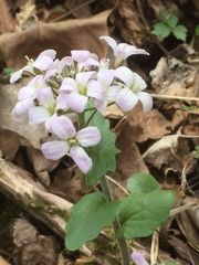 Cardamine douglassii