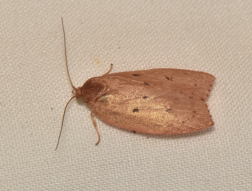 Garrha rubella