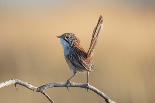 Opalton Grasswren (Amytornis rowleyi)