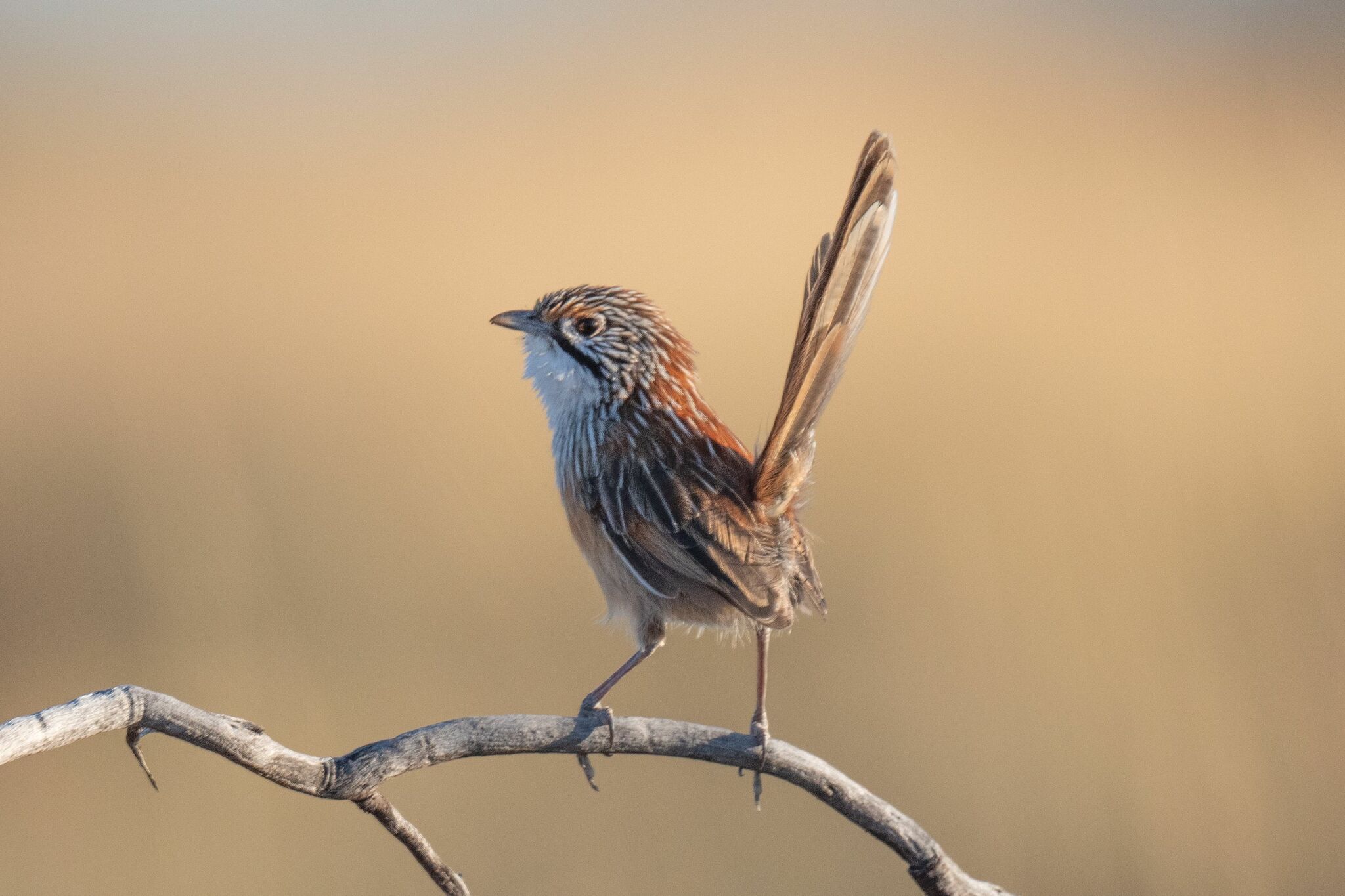 Opalton Grasswren (Amytornis rowleyi), photo 1
