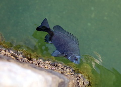 Picnic Seabream photo 1