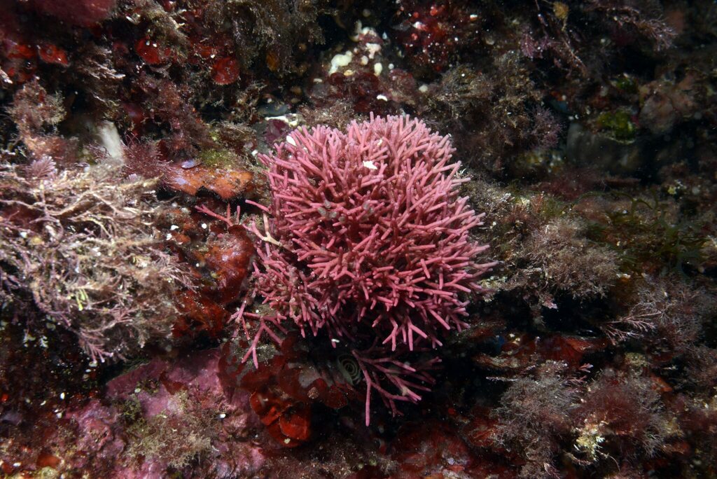 Tricleocarpa fragilis from Murcia, ES-MU, ES on July 23, 2023 at 11:42 ...