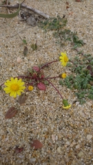 Senecio transiens