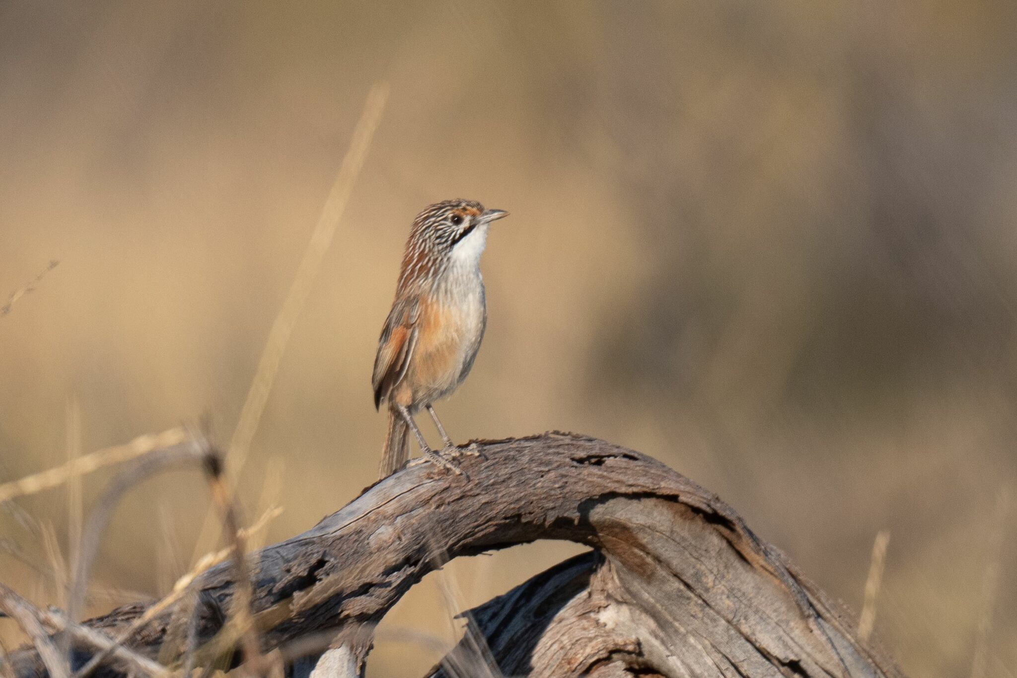 Opalton Grasswren (Amytornis rowleyi), photo 2