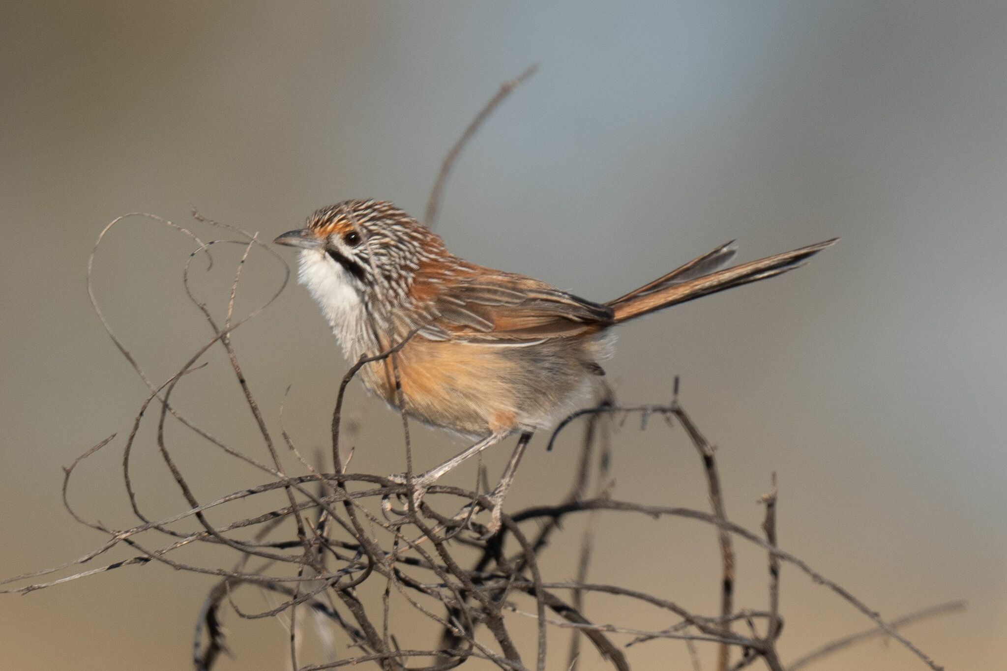 Opalton Grasswren (Amytornis rowleyi), photo 3