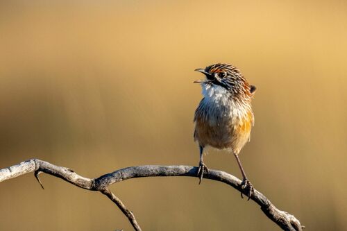 Opalton Grasswren (Amytornis rowleyi), photo 7