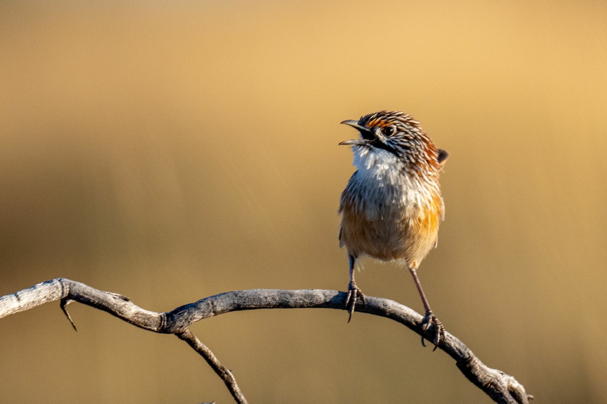 Opalton Grasswren (Amytornis rowleyi), photo 4