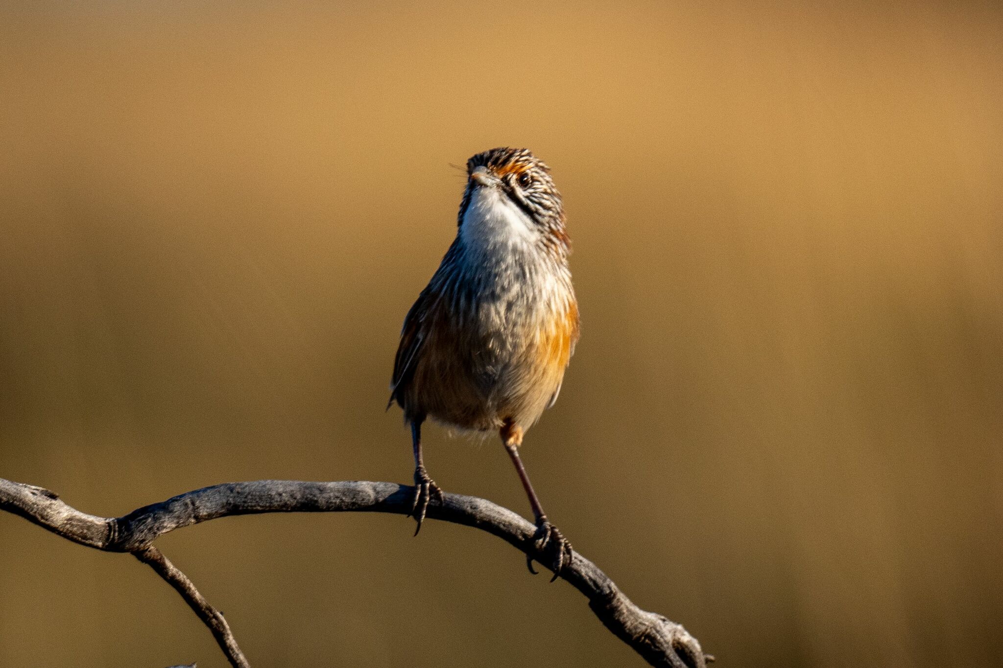 Opalton Grasswren (Amytornis rowleyi), photo 5