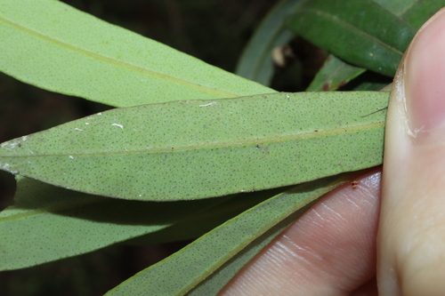 Image of Tristania neriifolia by (c) Thomas Mesaglio, some rights reserved (CC BY)