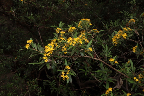 Image of Tristania neriifolia by (c) Thomas Mesaglio, some rights reserved (CC BY)