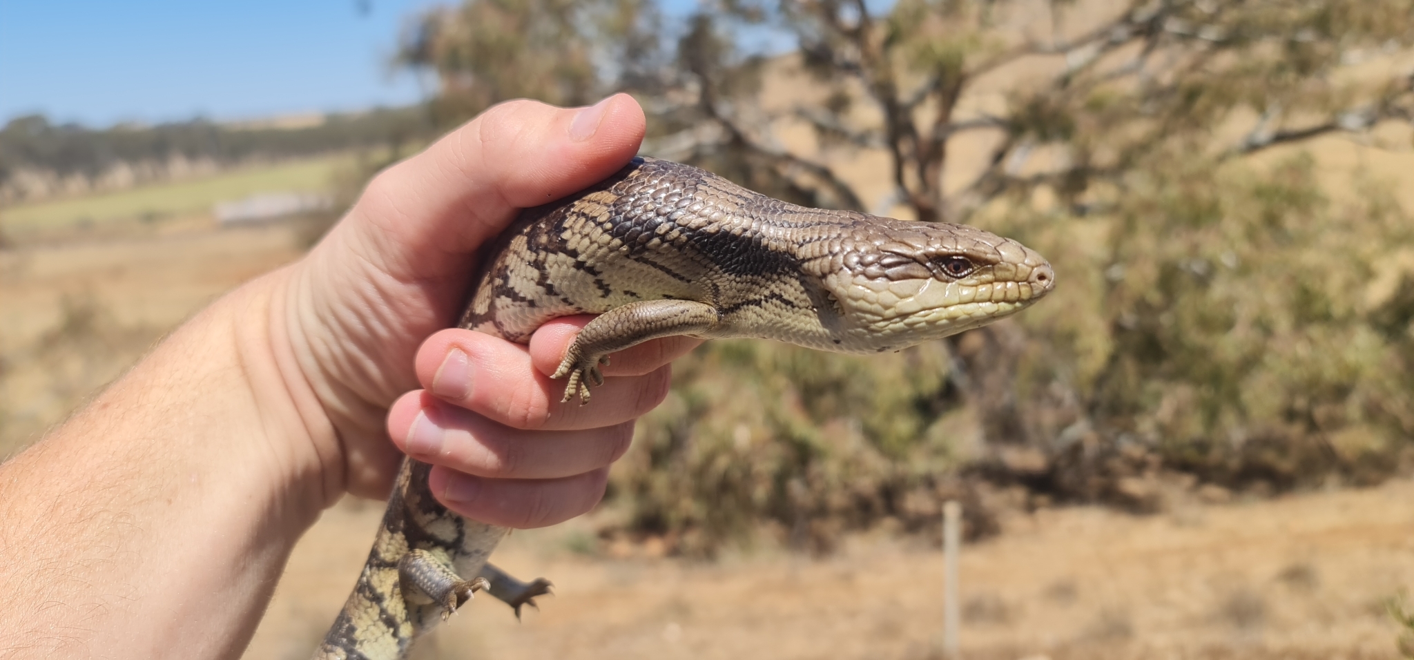 common bluetongue, eastern bluetongue, eastern blue-tongued lizard, northern bluetongue