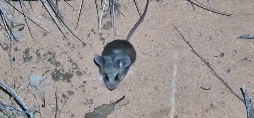 Bolam's Mouse