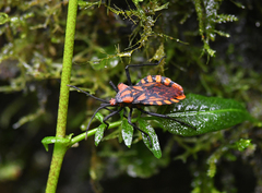 Spartocera pantomima