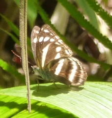 Athyma maenas