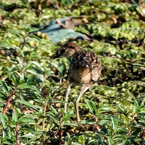White-browed Crake (Poliolimnas cinereus), photo 10