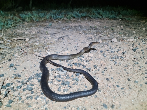 Eastern Brown Snake sighting