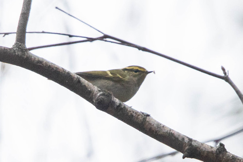 Mosquitero de Pallas (Phylloscopus proregulus)
