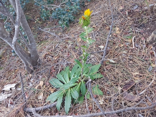 Image of Berkheya armata by no rights reserved