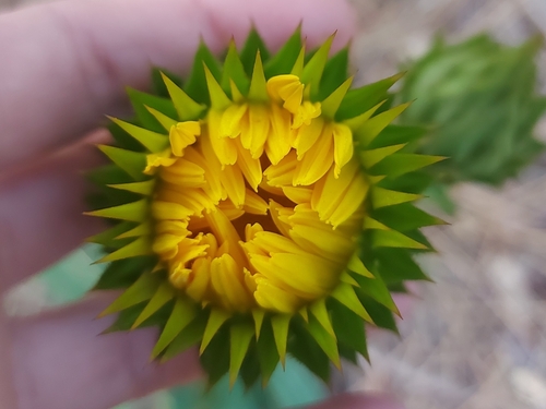 Image of Berkheya armata by no rights reserved