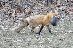 Vulpes vulpes