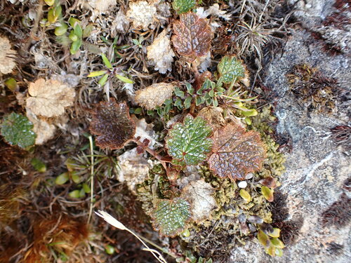 Image of Geum uniflorum by (c) Leon Perrie, some rights reserved (CC BY)