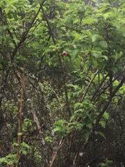 Rubus hawaiensis