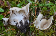 Helvella