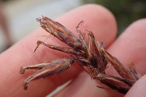 Image of Schoenus brevifolius by (c) Oscar Dove, some rights reserved (CC BY)