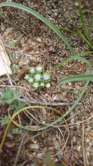 Filago tyrrhenica