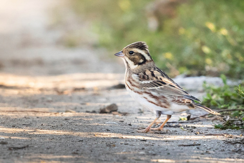 Escribano rústico (Emberiza rustica)