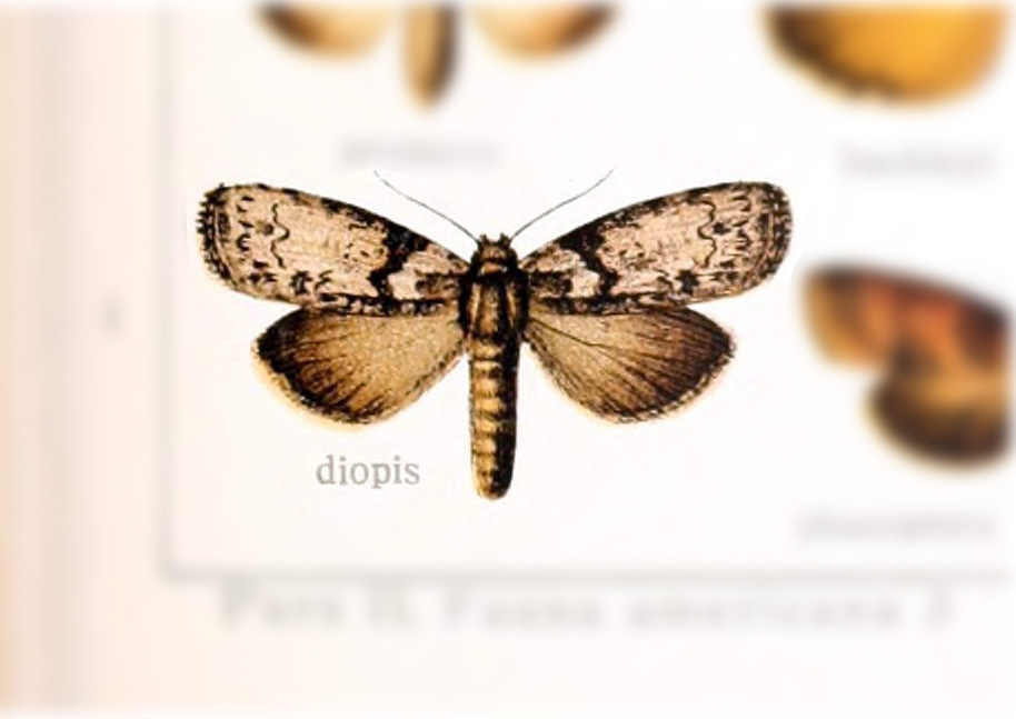 Iscadia diopis