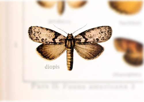 Iscadia diopis