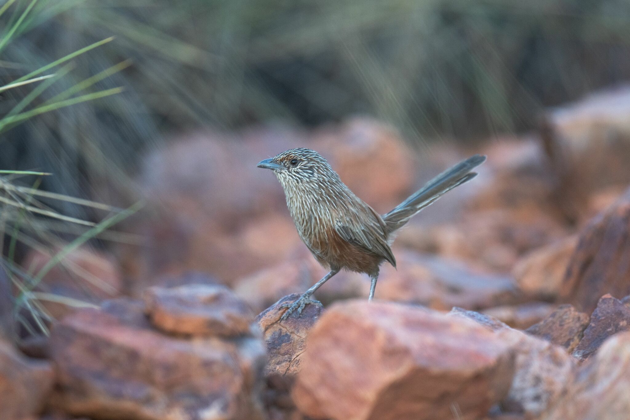 Kalkadoon Grasswren (Amytornis ballarae), photo 2